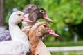 Musk-duck close-up. Breeding ducks on the farm_ Royalty Free Stock Photo