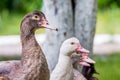 Musk-duck close-up. Breeding ducks on the farm_ Royalty Free Stock Photo