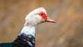 Musk duck closeup on blurred background. Ducks breeding on the farm_ Royalty Free Stock Photo