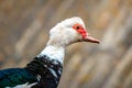 Musk duck closeup. Ducks breeding on the farm_