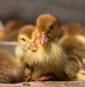 Musk duck ducklings