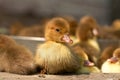 Musk duck ducklings