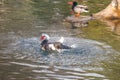 The musk duck flaps its wings in the water, sending up a splash