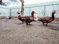 Musk ducks in yard on dirty land. dirt stuck to the ducks