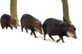Musk hog (Tayassu tajacu) Royalty Free Stock Photo