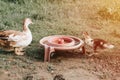 musk or indo duck and grown up duckling on a farm on grass and drinking bowl. breeding of poultry in small scale domestic farming. Royalty Free Stock Photo