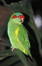 MUSK LORIKEET glossopsitta concinna, ADULT STANDING ON BRANCH Royalty Free Stock Photo