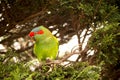 The musk lorikeet Glossopsitta concinna. Australian parrot in the wild Royalty Free Stock Photo