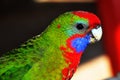 Musk Lorikeet