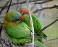 the 2 lorikeet s are preening each other Royalty Free Stock Photo