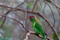 Musk Lorikeet perching on tree branch closeup. Royalty Free Stock Photo