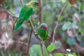 Musk Lorikeet perching on tree branch closeup.