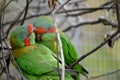 the musk lorikeet is preening each other