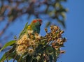 Musk Lorikeet in a white flowering gumtree