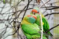 the 2 musk lorikeets are preening each other Royalty Free Stock Photo