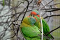 the musk lorikeets are preening each other Royalty Free Stock Photo