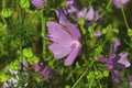 Musk mallow, blossoms in the nature, on a meadow in summer Royalty Free Stock Photo