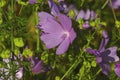 Musk mallow, blossoms in the nature, on a meadow in summer Royalty Free Stock Photo