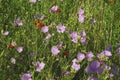 Musk mallow, blossoms in the nature, on a meadow in summer Royalty Free Stock Photo