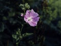 Musk mallow flower blooming in a shady garden Royalty Free Stock Photo