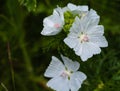 Musk mallow flower, blooming tender white summer Malva moschata flower branch Royalty Free Stock Photo