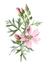 Musk Mallow  Flower. Or Malva Mochata Flower. Antique Hand Drawn Field Flowers Illustration. Vintage And Antique Flowers. Wild Flo