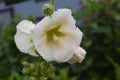 Musk mallow flower with raindrops, blooming tender white branch of Malva moschata flower. Garden mallow moshata with white petals