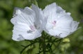 Musk mallow flowers Royalty Free Stock Photo