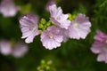 Musk Mallow (Malva moschata)