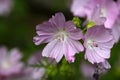 Musk Mallow (Malva moschata) Royalty Free Stock Photo