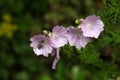 Musk Mallow (Malva moschata) Royalty Free Stock Photo