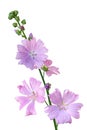 Musk Mallow Malva moschata flower Royalty Free Stock Photo