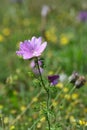 Musk mallow (Malva moschata) Royalty Free Stock Photo