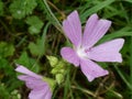 Musk Mallow - Malva moschata, Norfolk, England, UK Royalty Free Stock Photo