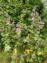 Musk Mallow - Malva moschata, Norfolk, England, UK Royalty Free Stock Photo