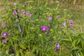 Musk mallow (Malva moschata) Royalty Free Stock Photo