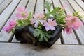 Musk mallow pink flowers in black fist shaped vase