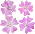 Musk-Mallow Set Royalty Free Stock Photo