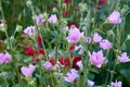 Musk mallow in summer Royalty Free Stock Photo
