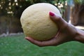 Musk melon fruit held in female one palm. Comparing size of a big muskmelon. Indian ananas melon yellow orange sweet tasty fresh Royalty Free Stock Photo