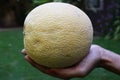 Musk melon fruit held in female one palm. Comparing size of a big muskmelon. Indian ananas melon yellow orange sweet tasty fresh Royalty Free Stock Photo