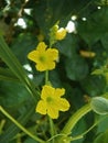 Musk Melon plant Royalty Free Stock Photo