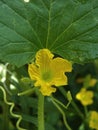 Musk Melon plant with flowers Royalty Free Stock Photo