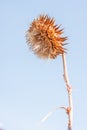 Musk or Nodding Thistle in Final Stage