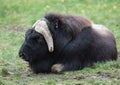 Musk ox Royalty Free Stock Photo