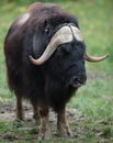 Musk ox Royalty Free Stock Photo