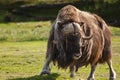 Musk Ox