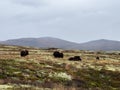 Musk Ox in Autumn in Dovrefjell National Park, Norway. Europe