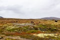 Musk Ox in Autumn in Dovrefjell National Park, Norway. Europe