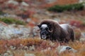 Musk ox in autumn landscape Royalty Free Stock Photo